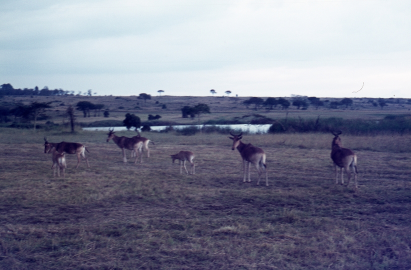 401445: Nairobi Game Park Kenya Hartebeeste