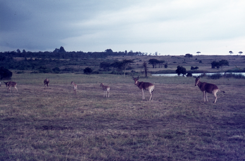 401448: Nairobi Game Park Kenya Hartebeeste