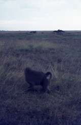 401449: Nairobi Game Park Kenya Yellow Baboon