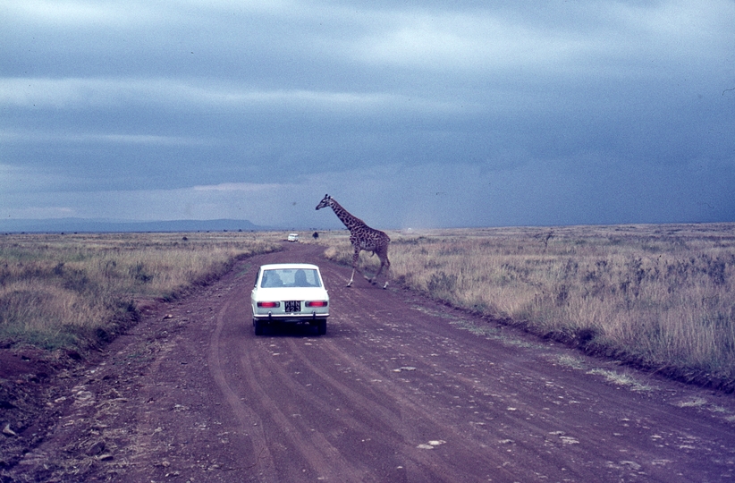 401450: Nairobi Game Park Kenya Giraffe