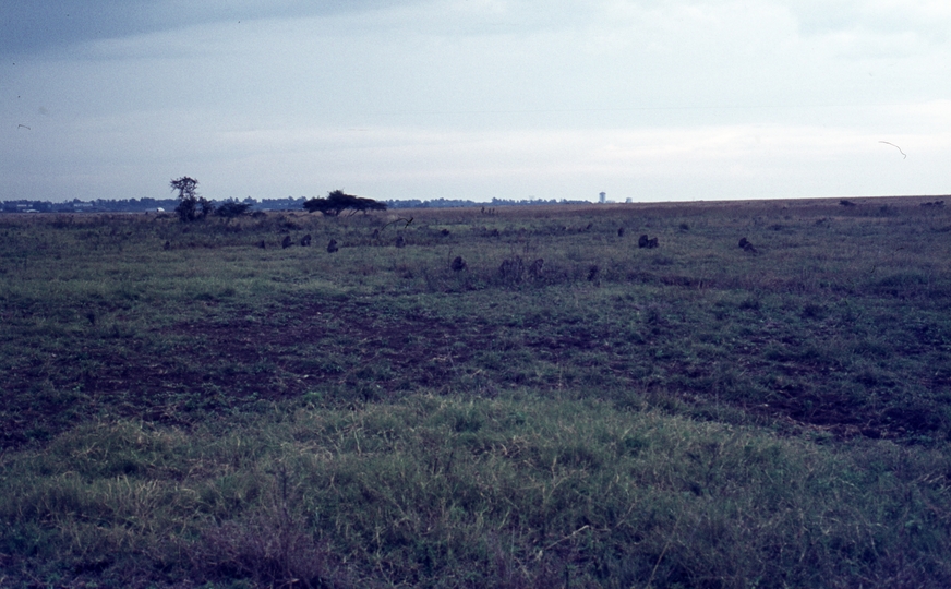 401451: Nairobi Game Park Kenya Yellow Baboons