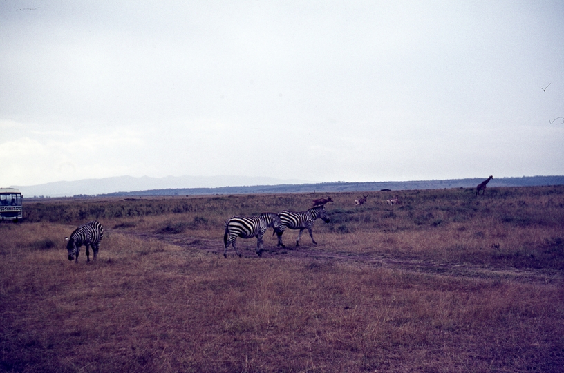 401453: Nairobi Game Park Kenya Zebras