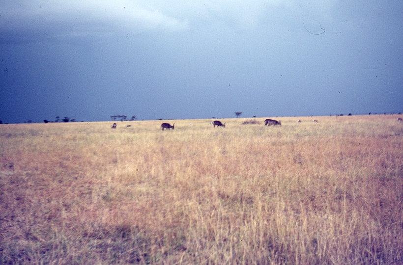 401455: Nairobi Game Park Kenya Waterbucks