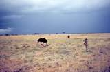 401457: Nairobi Game Park Ostrich