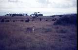 401458: Nairobi Game Park Kenya Lioness