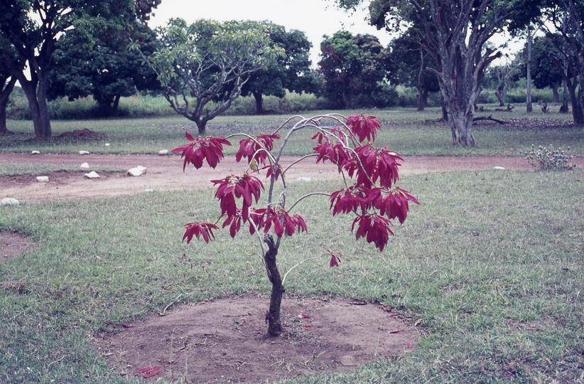 401462: Kumi Uganda Red flowers