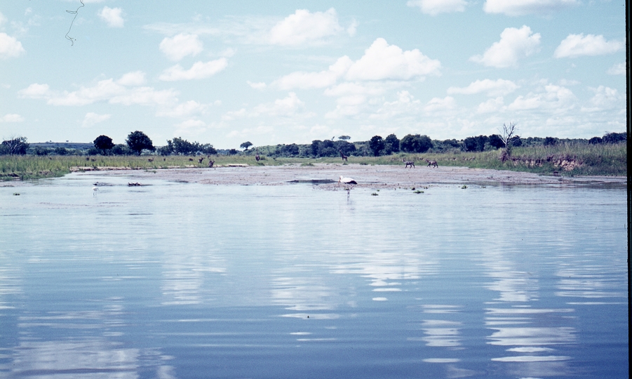 401471: Victoria Nile Uganda In distance cranes waterbucks and giraffe