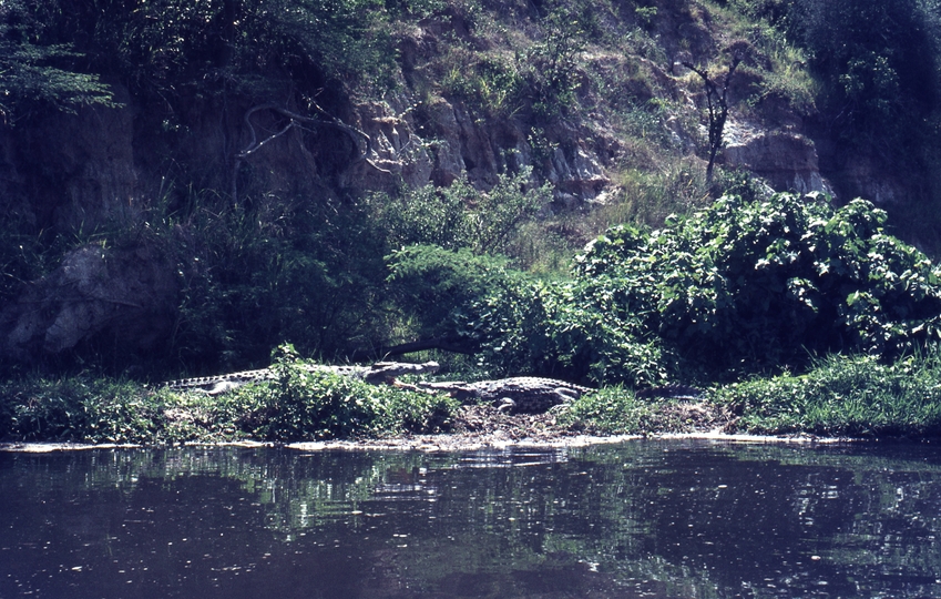 401476: Victoria Nile Uganda Crocodiles