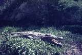 401477: Victoria Nile Uganda Crocodile