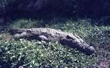 401478: Victoria Nile Uganda Crocodile