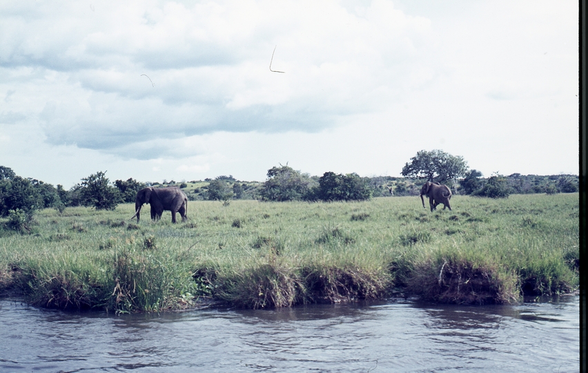 401485: Victoria Nile Uganda near Paraa Lodge Elephants