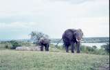401486: Paraa Lodge Uganda Elephant and calf
