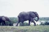 401487: Paraa Lodge Uganda Elephant and calf