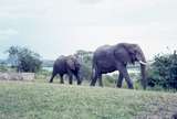 401488: Paraa Lodge Uganda Elephant and calf