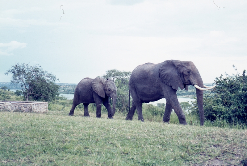 401488: Paraa Lodge Uganda Elephant and calf