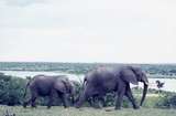 401489: Paraa Lodge Uganda Elephant and calf