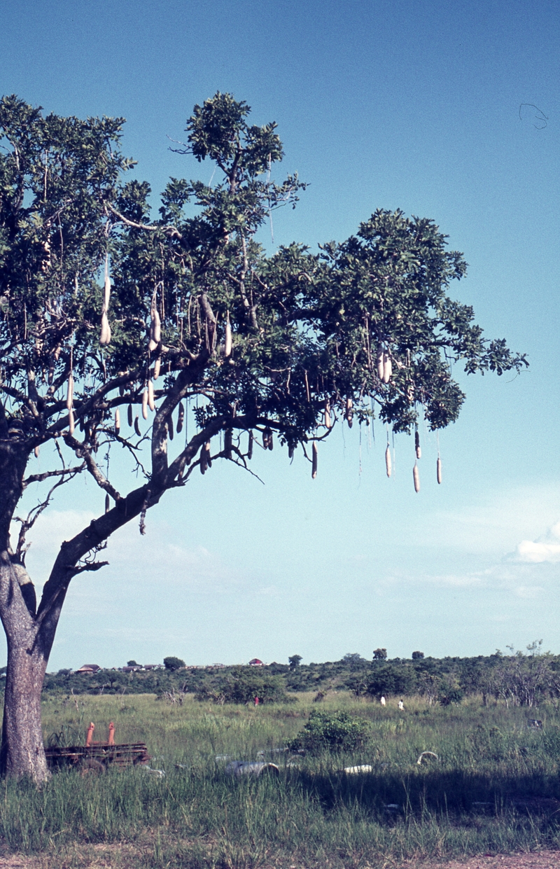 401490: Paraa Lodge Uganda 'Sausage' Tree