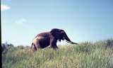 401492: near Paraa Lodge Uganda Elephant