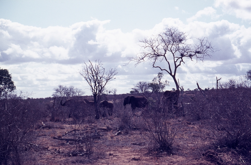 401517: Tsavo National Park Kenya Elephants