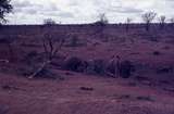401520: Tsavo National Park Kenya Eelephants