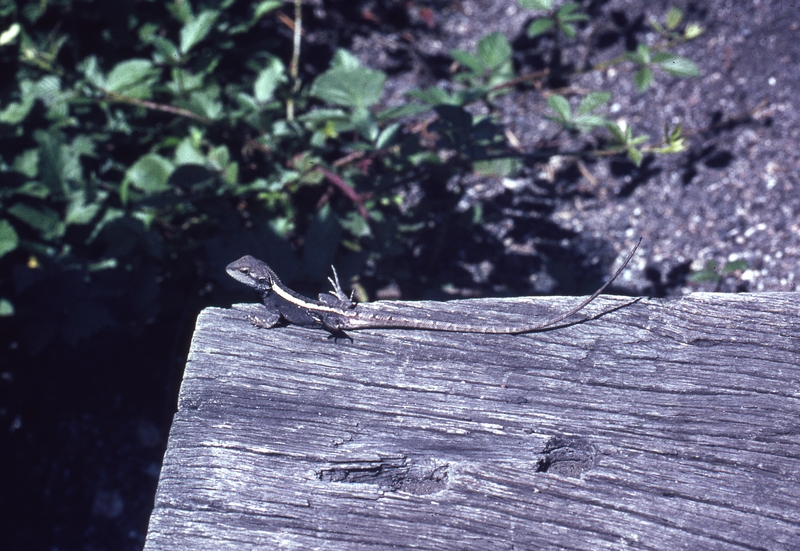 401573: Awaba New South Wales Lizard on railway sleeper Photo Wendy Langford