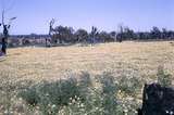 401604: Armadale Western Australia Roadside scene on South West Highway Photo Wendy Langford