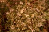 401622: Deepdene Western Australia Wildflowers Photo Wendy Langford