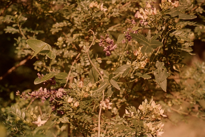 401624: Deepdene Western Australia Wildflowers Photo Wendy Langford