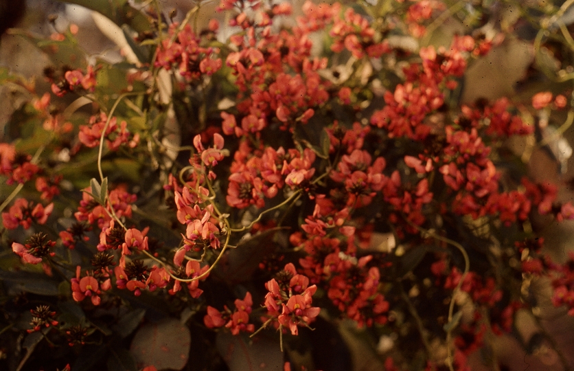 401625: Deepdene Western Australia Wildflowers Photo Wendy Langford