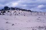 401633: Denmark Western Australia Petrified Forest Photo Wendy Langford