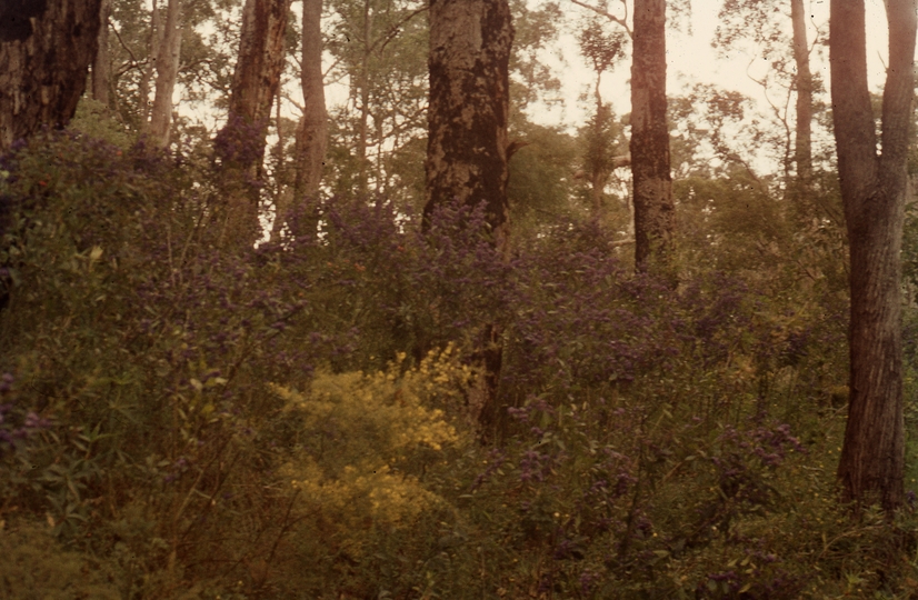 401637: Pemberton Western Australia Forest Scene Photo Wendy Langford