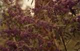 401638: Pemberton Western Australia Purple Hovea Photo Wendy Langford