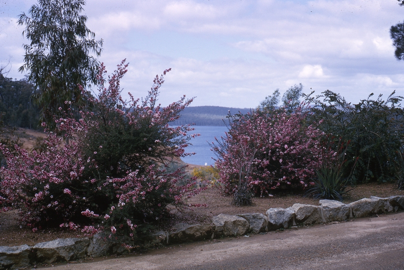 401654: Serpine Western Australia Ti-Tree at Dam Photo Wendy Langford