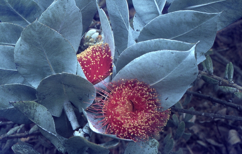 401666: Date uncertain Yanchep Western Australia Giant Red Wattle Photo Wendy Langford