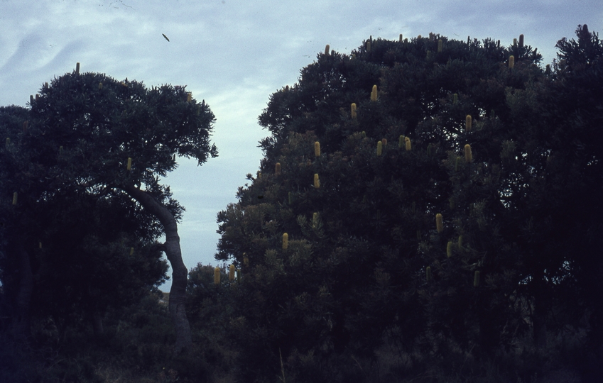 401667: Date uncertain Yanchep Western Australia Banksia Tree Photo Wendy Langford