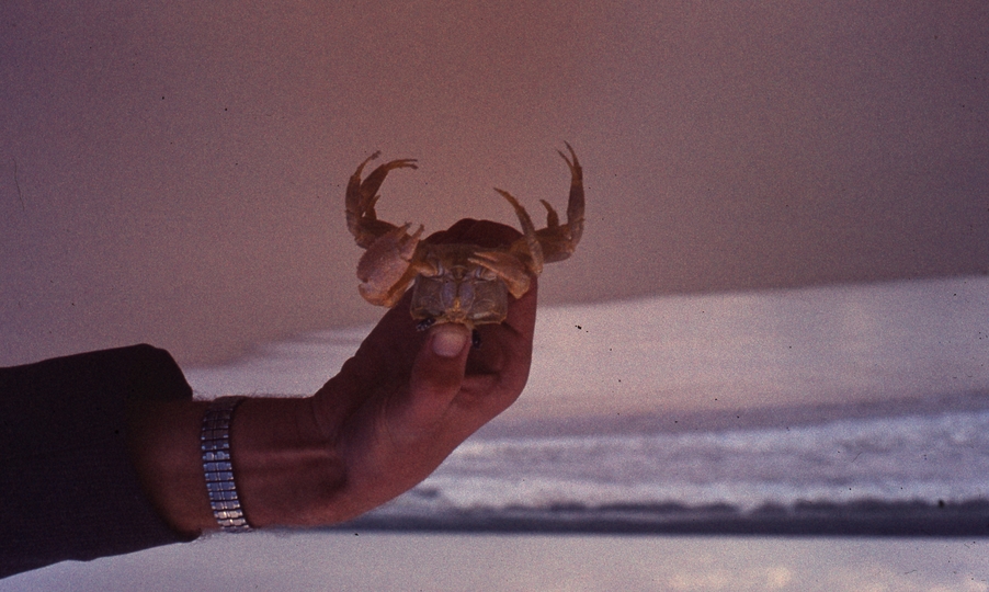 401673: Yanchep Beach Western Australia Crab Photo Wendy Langford