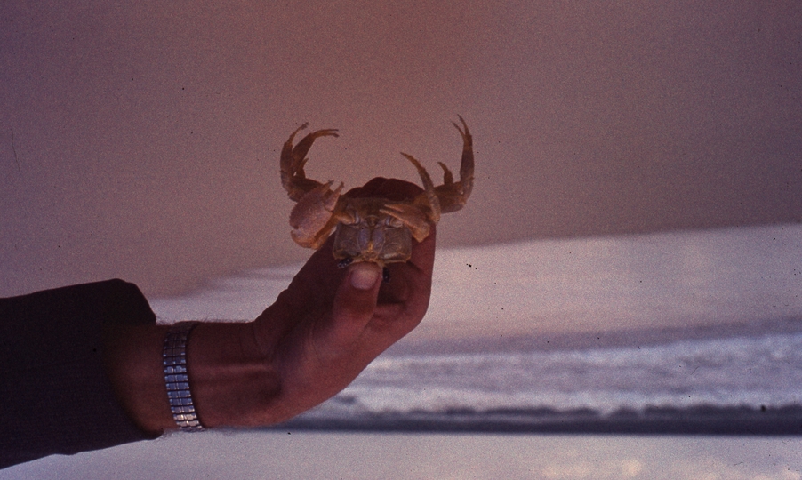 401673: Yanchep Beach Western Australia Crab Photo Wendy Langford