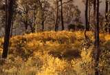 401675: near Canning Dam Western Australia Wattle Photo Wendy Langford