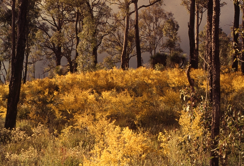 401675: near Canning Dam Western Australia Wattle Photo Wendy Langford