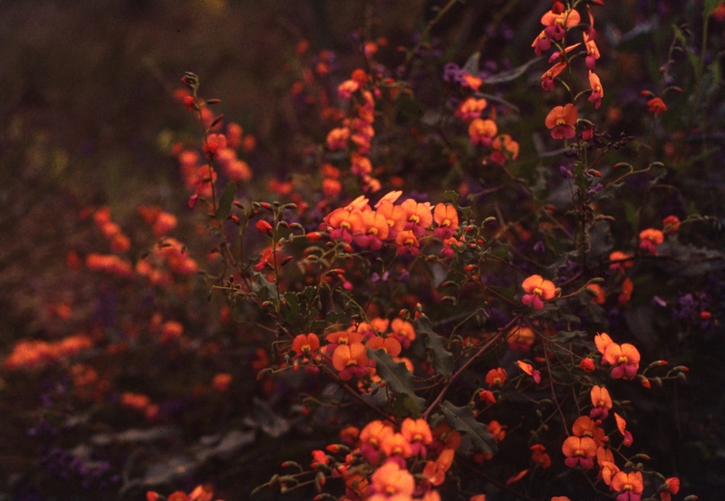 401681: Araluen Western Australia Flowers Photo Wendy Langford