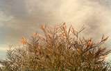 401685: Wongan Hills Western Australia Wildflowers Photo Wendy Langford