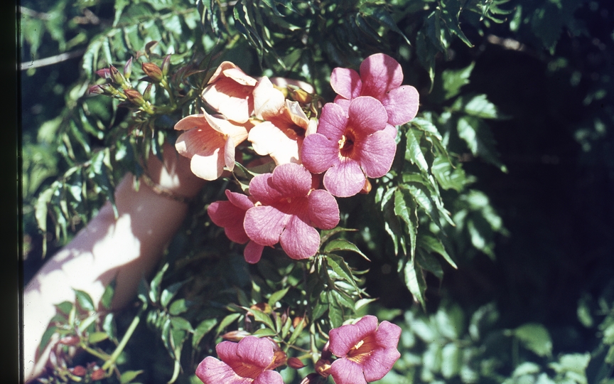 401715: Maylands Western Australia Flowers Photo Wendy Langford