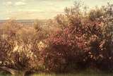 401717: Perth Western Australia Ti Trees along drive at Kings Park Photo Wendy Langford