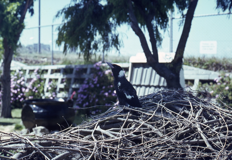 401730: South Perth Western Australia Magpie on nest at 'Old Mill' Photo Wendy Langford