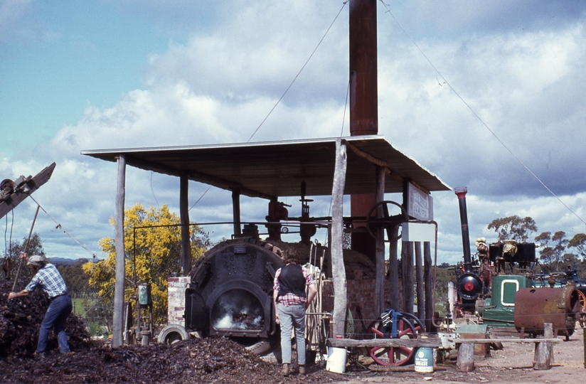 401789: 'Sandhurst Town' near Bendigo Victoria Eucamyptus Plant