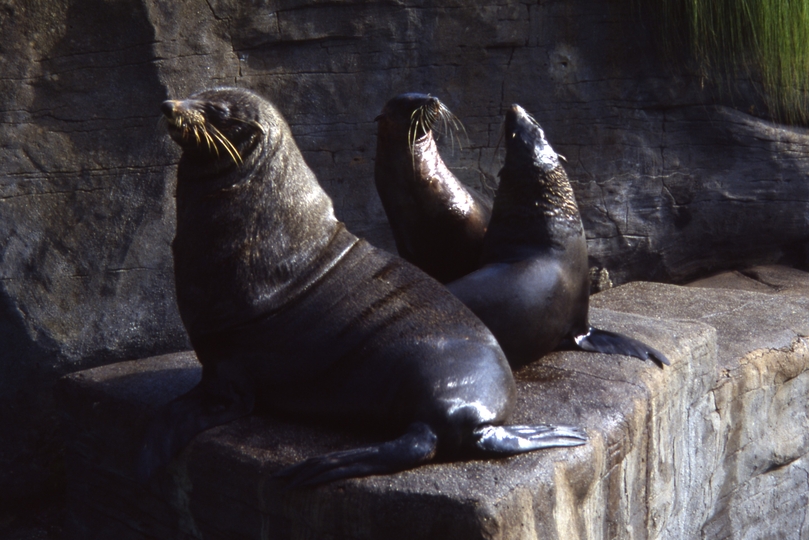 401801: Melbourne Zoo Victoria Seals