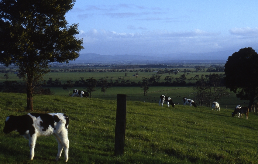 401802: Ripplebrook Victoria Willowvale Farm looking North