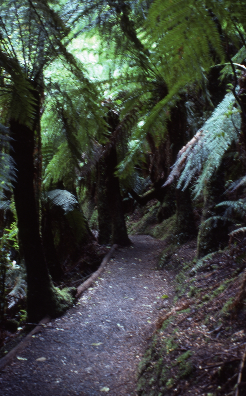 401809: Bulga National Park Victoria